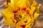 USA, Texas, Big Bend National Park. Prickly pear cactus blossom close-up. Art Print
